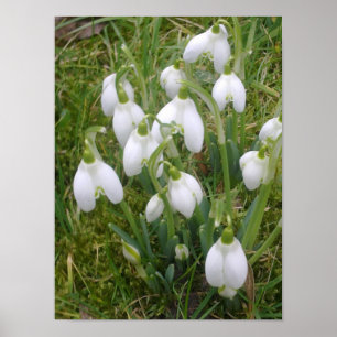 Póster Poster Snowdrop