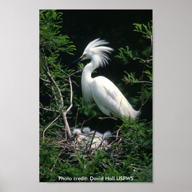 Póster Poster / Snowy Egret (Frente)