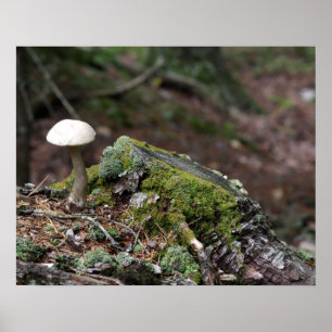 Póster Poster solitario de la seta
