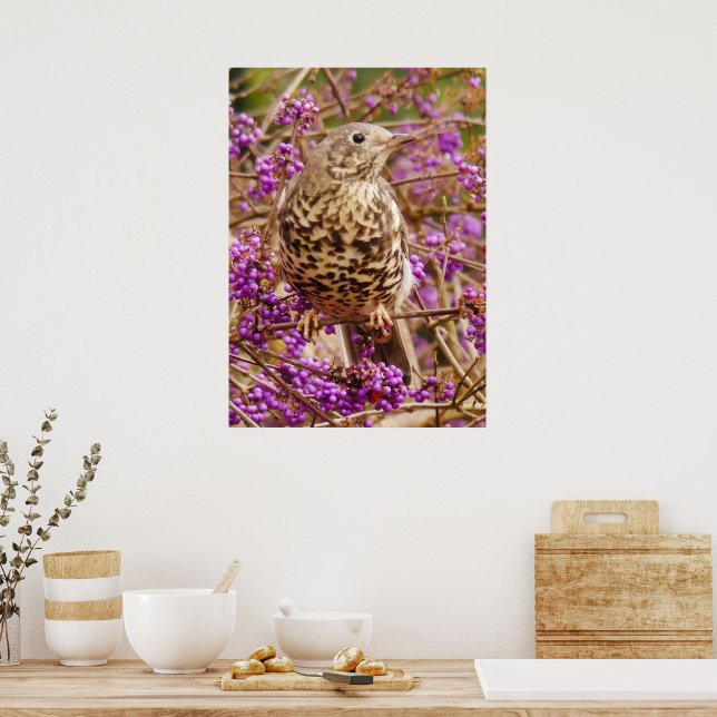 Póster Poster Song Thrush (Cocina)