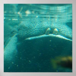 Póster Poster sonriente de Hippo