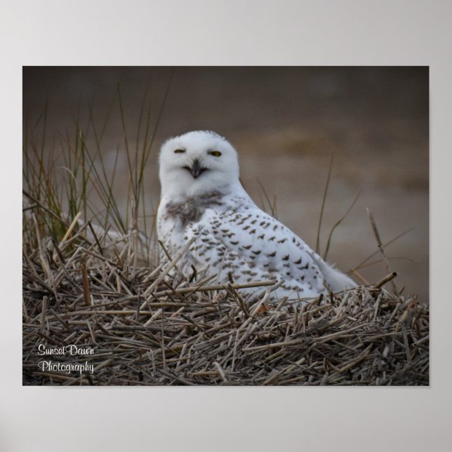 Póster Poster sonriente Snowy Owl (Frente)