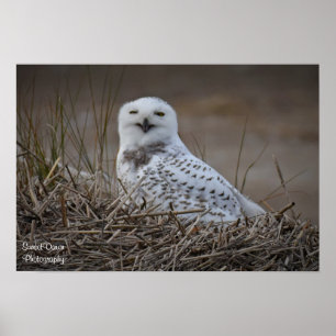 Póster Poster sonriente Snowy Owl