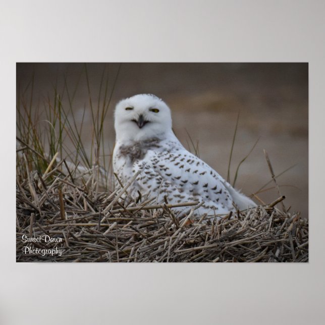 Póster Poster sonriente Snowy Owl (Frente)