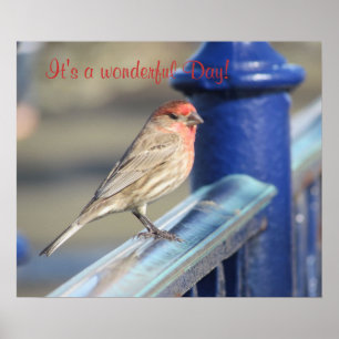 Póster Poster - Sparrow on Fence