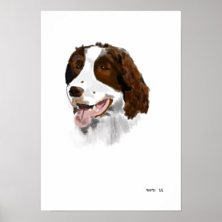 Póster Poster Springer Spaniel