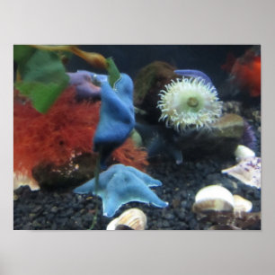 Póster Poster Starfish Azul