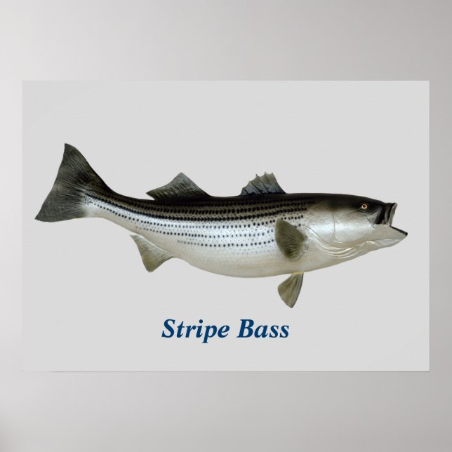 Póster Poster Stripe Bass (Frente)