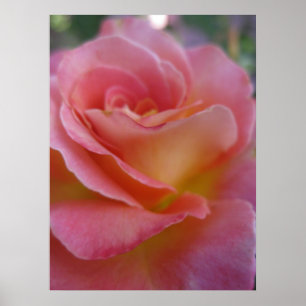 Póster Poster suave del melocotón (1)