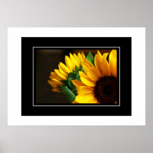 Póster Poster Sunflowers