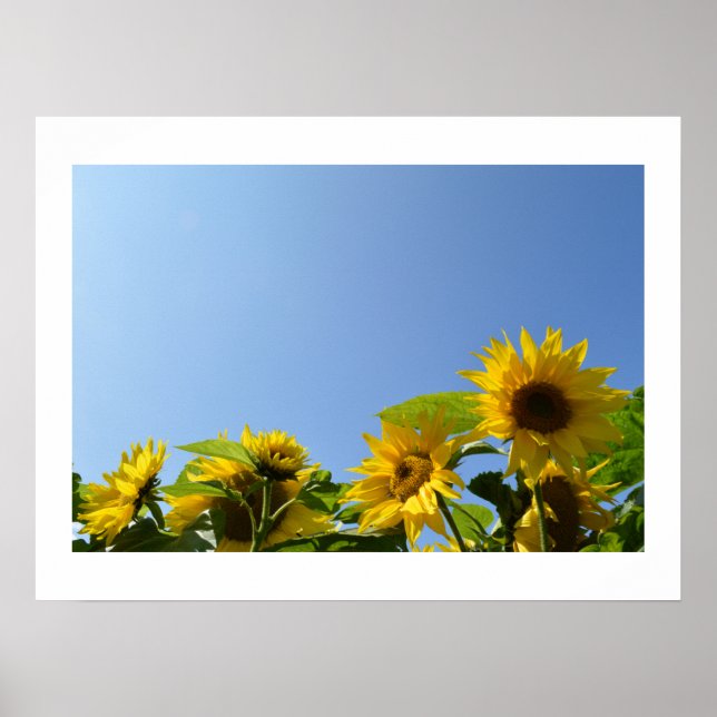 Póster Poster Sunflowers & Sunshine (Frente)