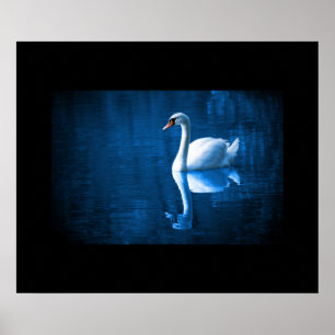 Póster Poster Swan