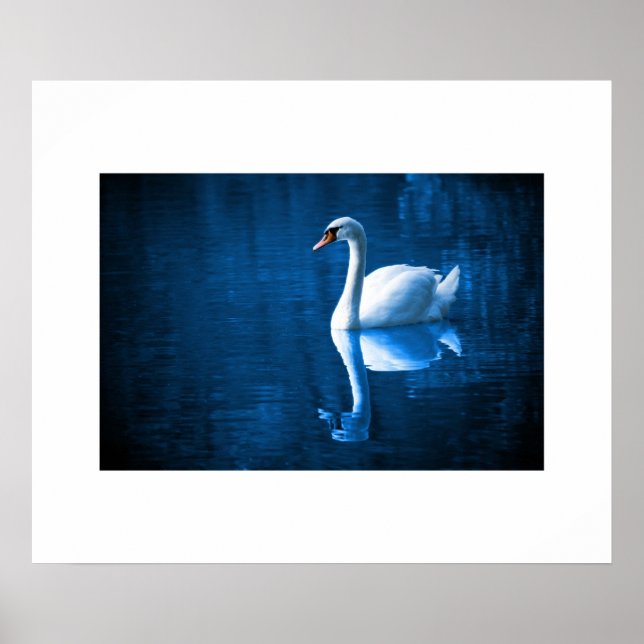 Póster Poster Swan (Frente)