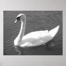 Poster - Swan en blanco y negro