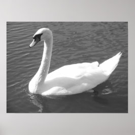 Póster Poster - Swan en blanco y negro