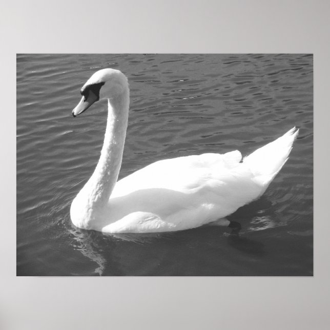 Póster Poster - Swan en blanco y negro (Frente)