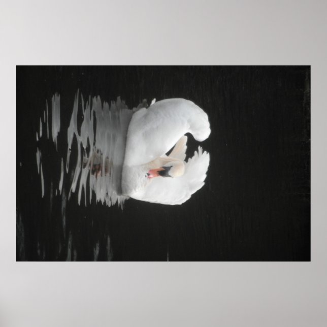 Póster Poster Swan Natación (Frente)