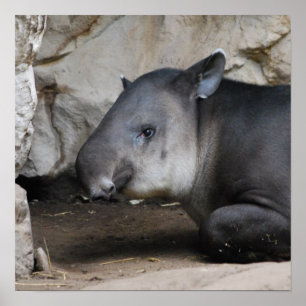 Póster Poster Tapir