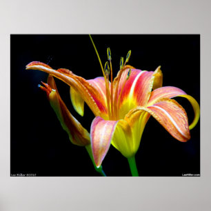 Póster Poster Tawny Daylily II