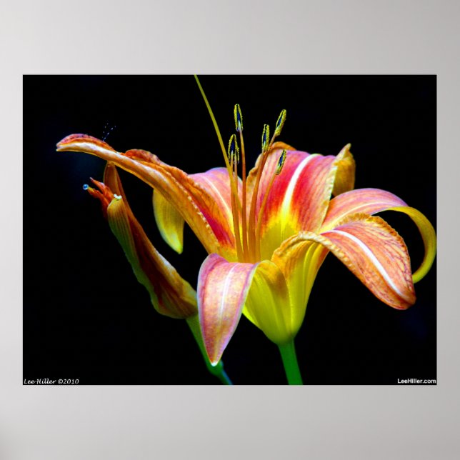 Póster Poster Tawny Daylily II (Frente)
