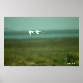Póster Poster - Tern en vuelo