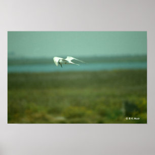 Póster Poster - Tern en vuelo