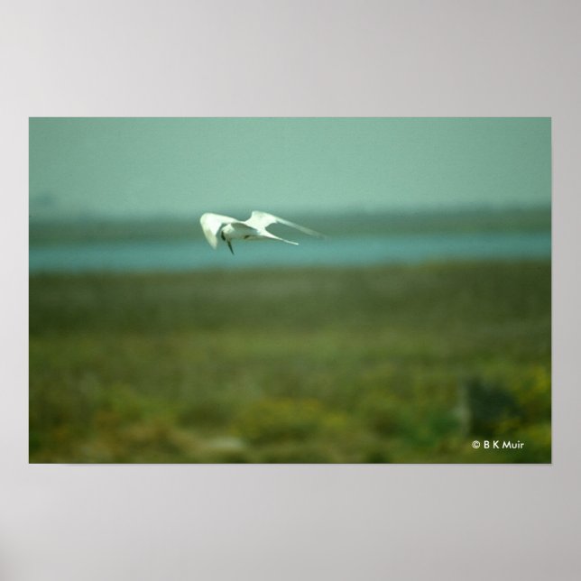Póster Poster - Tern en vuelo (Frente)