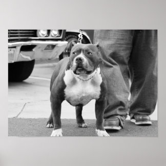 Póster Poster Terrier de Staffordshire