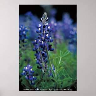 Póster Poster / Texas Bluebonnet