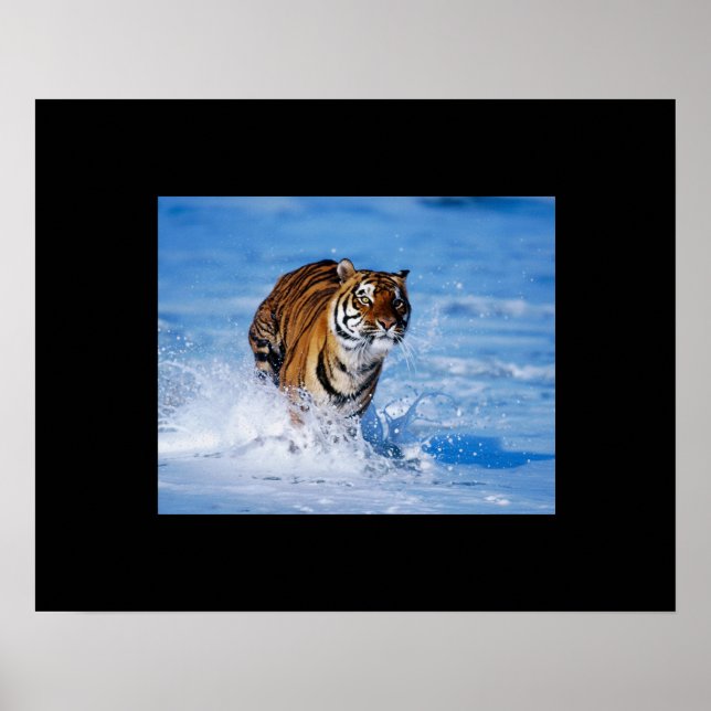 Póster Poster Tiger (Frente)
