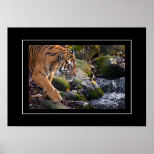 Póster Poster Tiger
