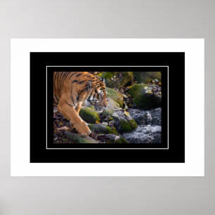 Póster Poster Tiger