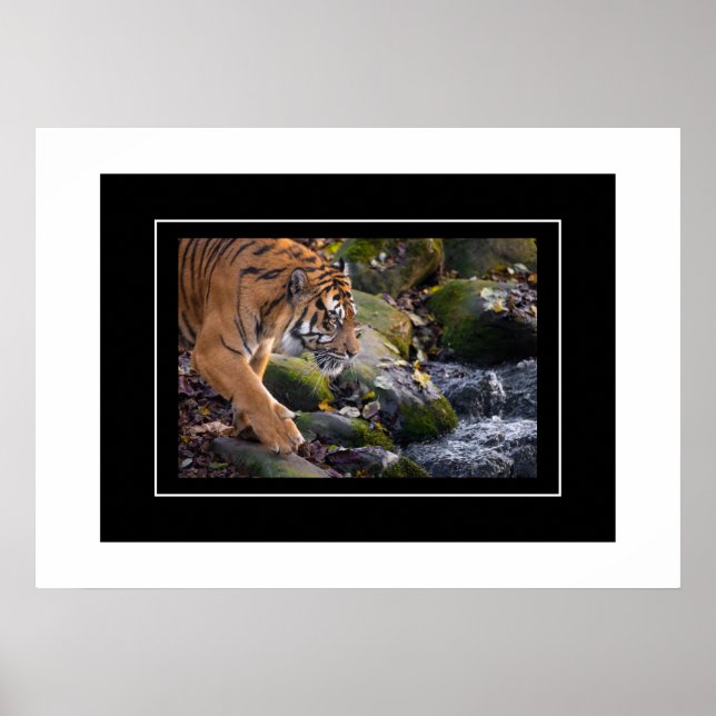 Póster Poster Tiger (Frente)