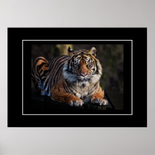 Póster Poster Tiger