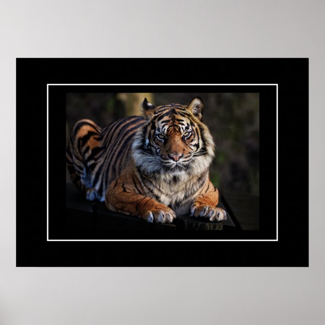 Póster Poster Tiger (Frente)