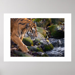 Póster Poster Tiger
