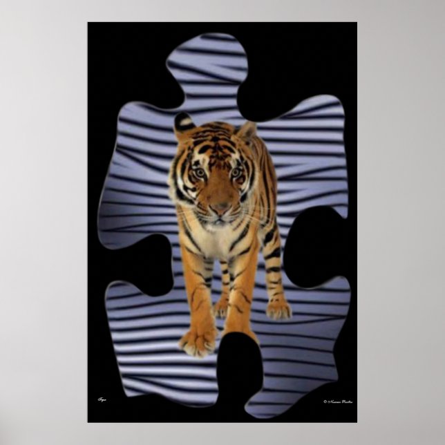 Póster Poster Tiger (Frente)