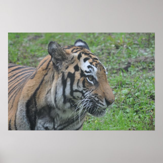 Póster Poster Tiger (Frente)