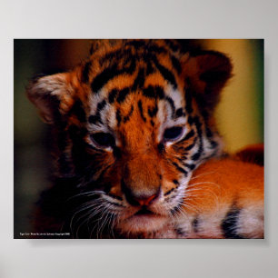 Póster Poster Tiger Cub - Foto De John A. Sylveste...