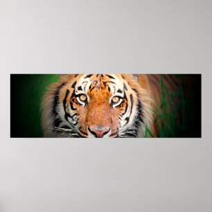 Póster Poster Tiger Eyes