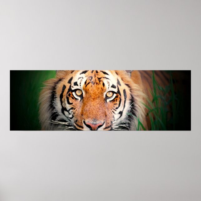 Póster Poster Tiger Eyes (Frente)