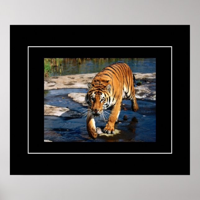 Póster Poster-Tigre (Frente)