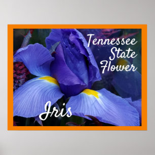 Póster Poster TN Iris Tennessee