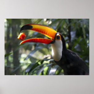 Póster Poster Toco Toucan