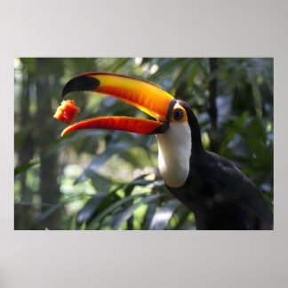 Póster Poster Toco Toucan