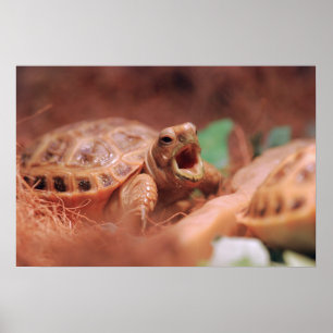 Póster Poster Tortoise