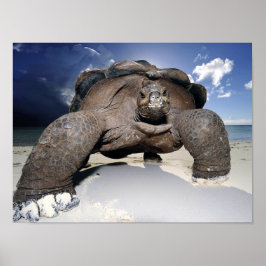 Póster Poster Tortoise gigante