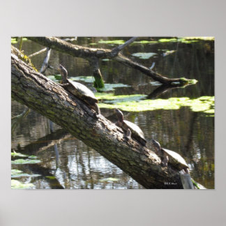 Póster Poster - Tortugas anquilosadas