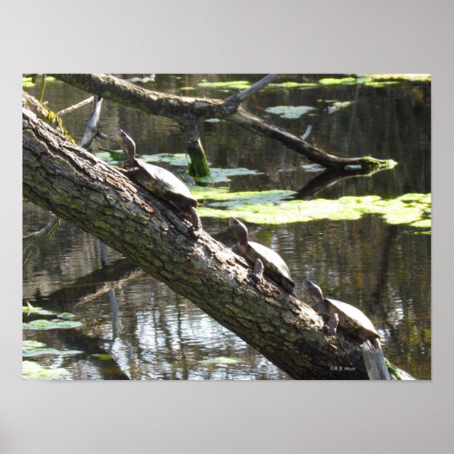 Póster Poster - Tortugas anquilosadas (Frente)