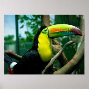 Póster Poster Toucan